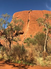 Trees growing on rock against sky