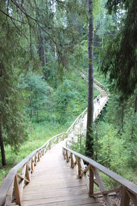 Boardwalk amidst trees in forest