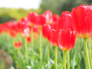 Close-up of red tulip flowers in field