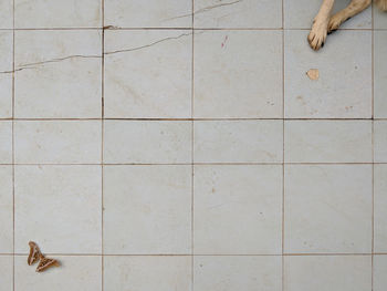 Low section of dog on tiled floor