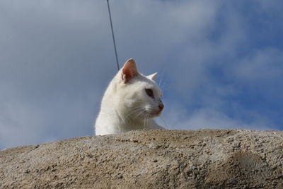 View of an animal on rock against sky