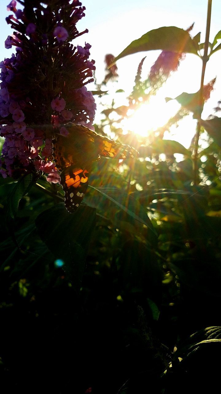 plant, growth, flower, beauty in nature, flowering plant, freshness, nature, sunlight, close-up, sky, lens flare, no people, fragility, vulnerability, invertebrate, leaf, sunbeam, plant part, insect, sun, outdoors, flower head, pollination, purple