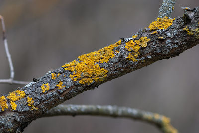 Close-up of lichen on tree trunk