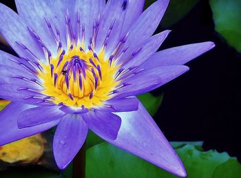 Close-up of flower blooming outdoors