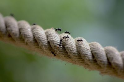 Close-up ants on the rope