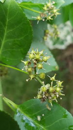 Close-up of bee on plant