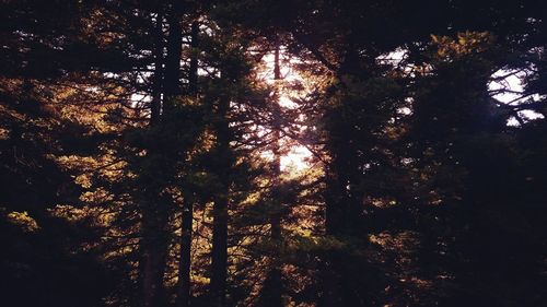 Low angle view of trees in forest