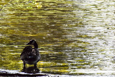 Ducks swimming in lake