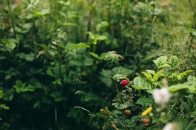 Close-up of red berries on plant