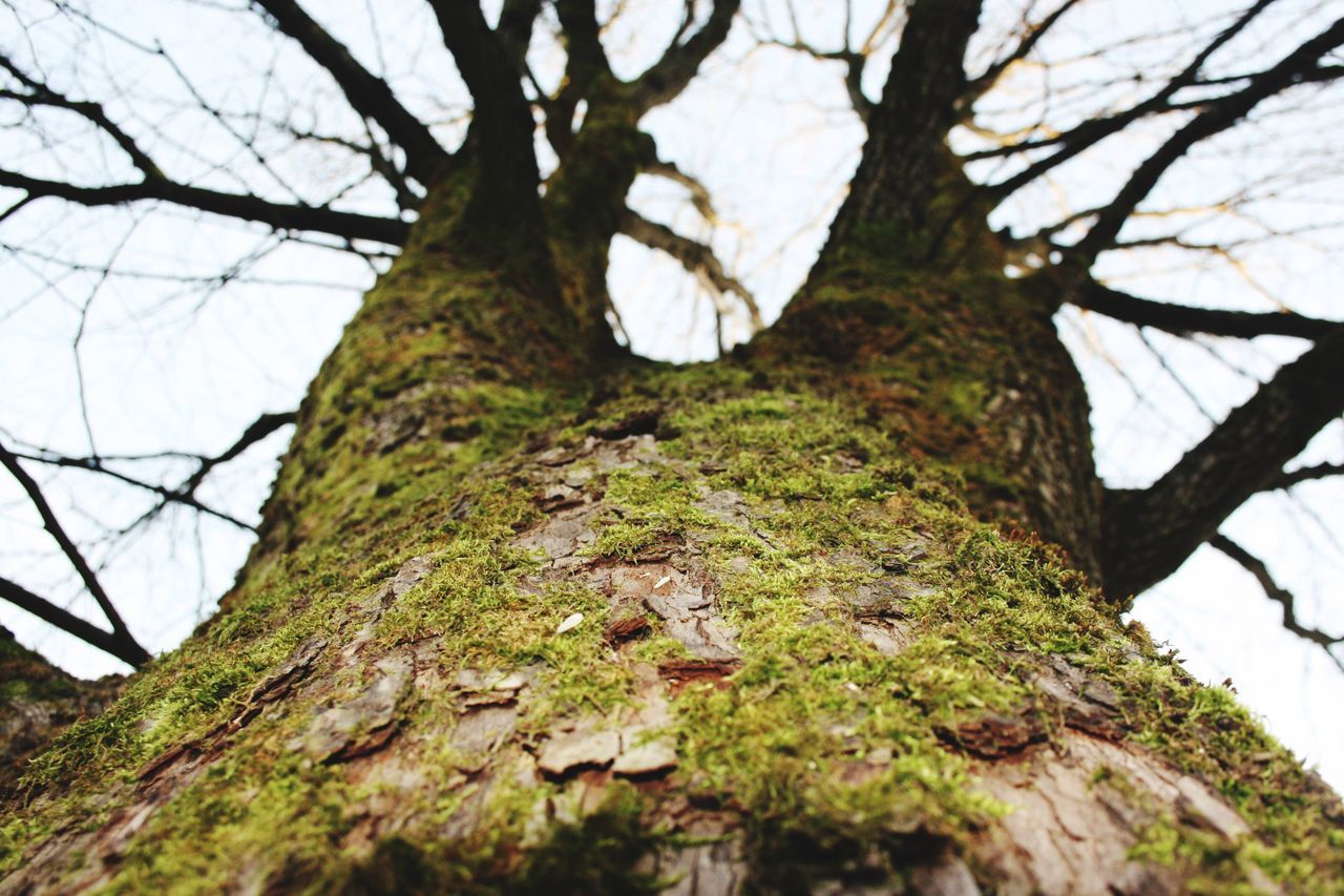 tree, nature, tree trunk, growth, moss, low angle view, no people, close-up, textured, tranquility, green color, beauty in nature, branch, outdoors, day, sky