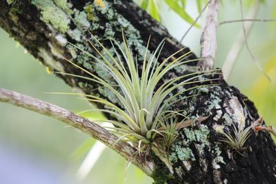 Close-up of leaves on tree trunk