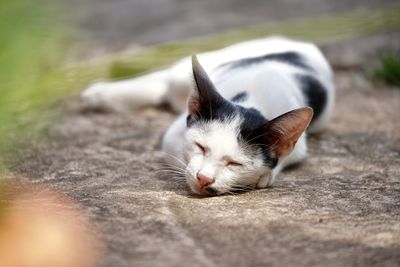 Close-up of cat sleeping