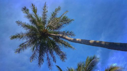 Low angle view of palm tree against clear blue sky