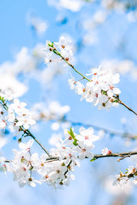 Low angle view of cherry blossom