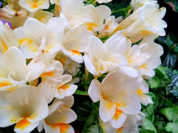 Close-up of white flowers blooming outdoors