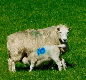 Sheep standing in field