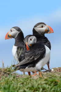 Close-up of birds against clear sky
