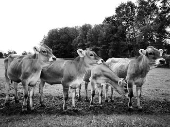 Portrait of cows on field