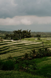 Scenic view of agricultural field against sky