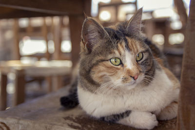 Close-up portrait of a cat