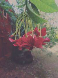 Close-up of red flowers blooming outdoors