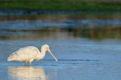 Spoonbill in lake