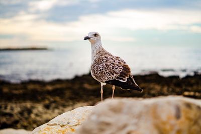 Seagull perching on rock