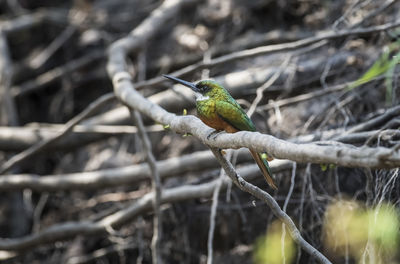 Close-up of bird perching on branch