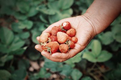 Close-up of cropped hand holding strawberries