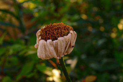 Close-up of flowering plant on field