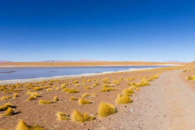 Scenic view of beach against clear blue sky