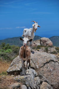 Portrait of goats standing on a rock