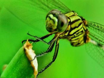 Close-up of insect on leaf