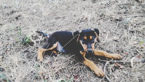 High angle view of dog relaxing on field