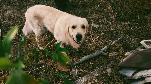 Dog standing on grass