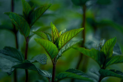 Beautiful closeup of peppermint leaves in the garden. natural, fresh, cooling herbal tea, vegan.