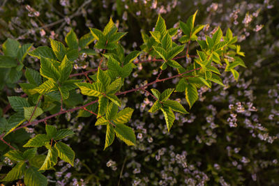 Blackberry plant