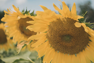 Close-up of sunflower