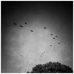 Low angle view of birds flying in sky