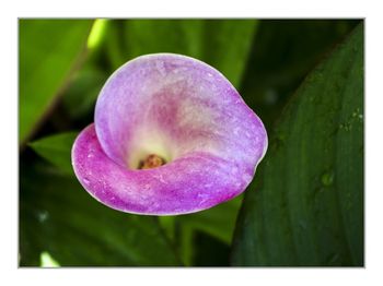Close up of flower plant