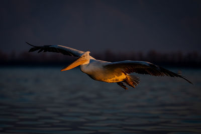 Bird flying over lake