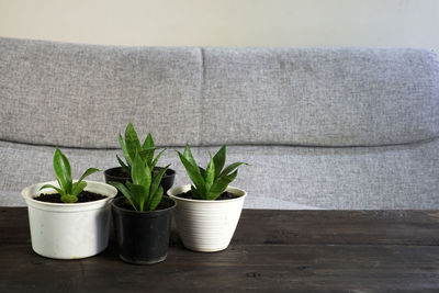 Close-up of potted plant on table