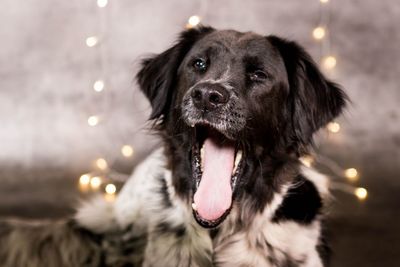 Close-up portrait of dog