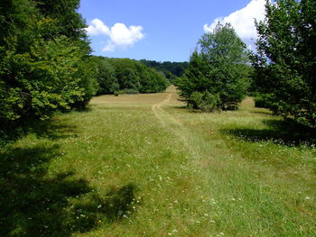 Scenic view of trees on field against sky