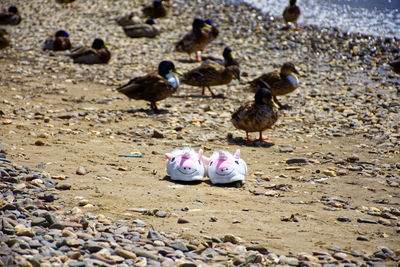 Flock of pigeons on beach