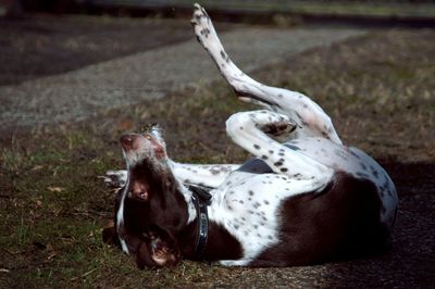 Dog relaxing on field