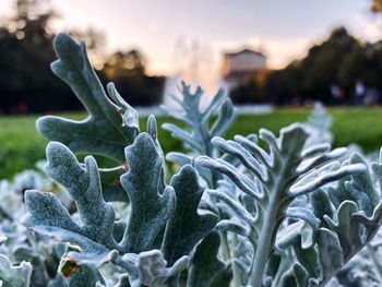 Close-up of succulent plant in park