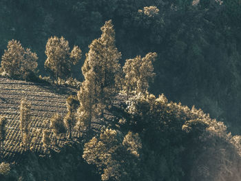 High angle view of plants and trees against sky