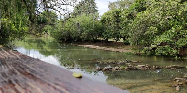 Scenic view of lake in forest