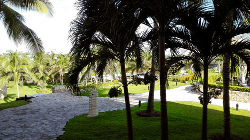 Scenic view of palm trees against sky